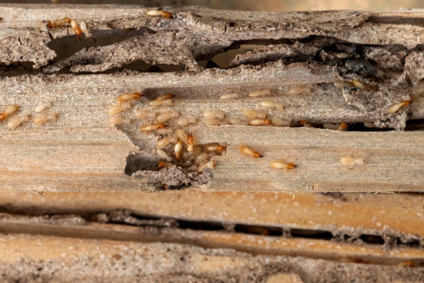 Best Best Pest Control Companies  in New Hope, OR