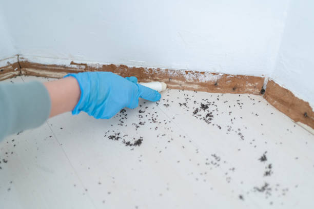 Best Flea Control Services  in New Hope, OR